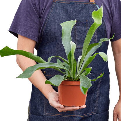 Staghorn Fern